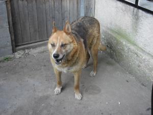 Прикачена снимка
