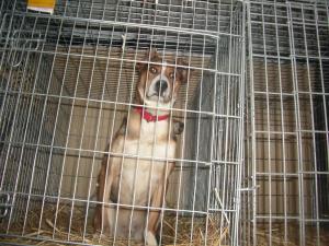 Прикачена снимка