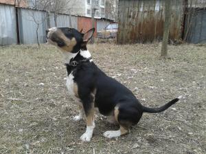 Прикачена снимка