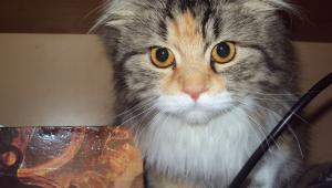 Прикачена снимка