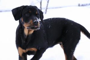 Прикачена снимка