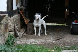 Прикачена снимка