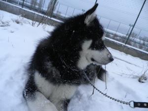 Прикачена снимка