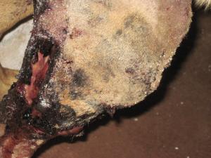 Прикачена снимка