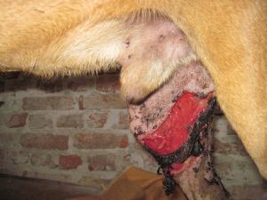 Прикачена снимка