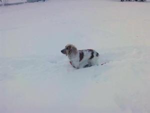 Прикачена снимка