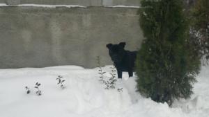 Прикачена снимка