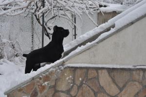 Прикачена снимка