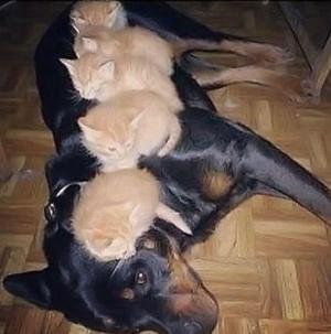 Прикачена снимка