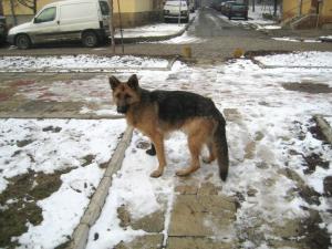 Прикачена снимка