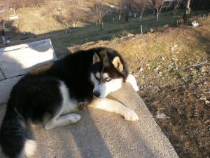 Прикачена снимка