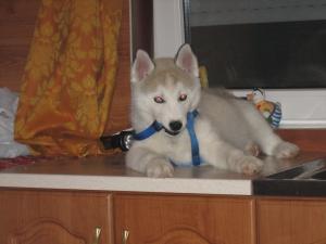 Прикачена снимка
