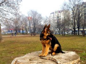 Прикачена снимка