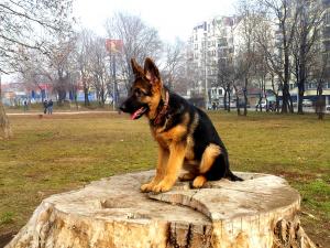 Прикачена снимка