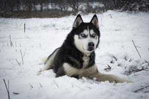 Прикачена снимка