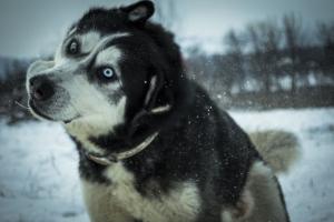 Прикачена снимка