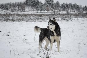 Прикачена снимка