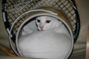 Прикачена снимка