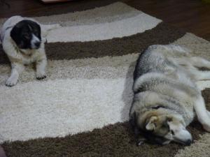 Прикачена снимка