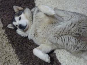 Прикачена снимка