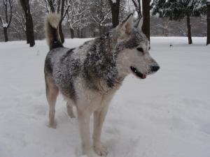 Прикачена снимка