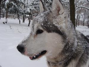 Прикачена снимка