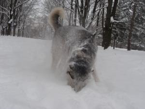 Прикачена снимка