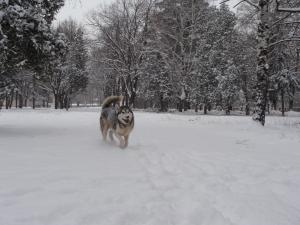 Прикачена снимка