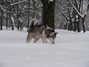 Прикачена снимка