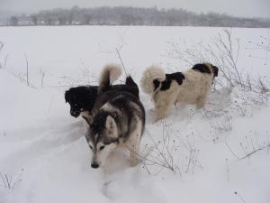 Прикачена снимка