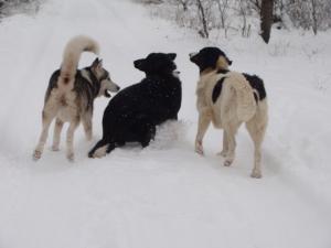 Прикачена снимка