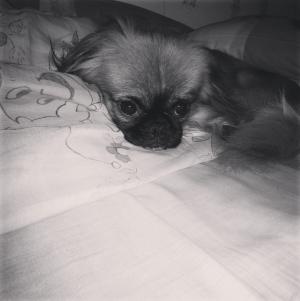 Прикачена снимка