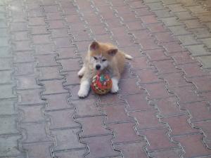 Прикачена снимка