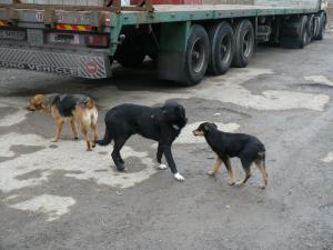 Прикачена снимка