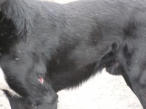 Прикачена снимка