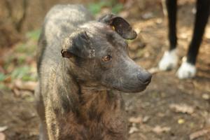 Прикачена снимка