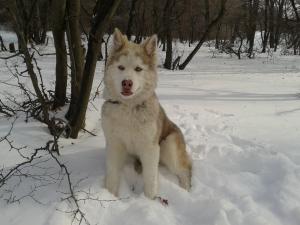 Прикачена снимка