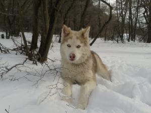 Прикачена снимка