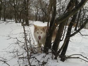 Прикачена снимка