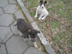 Прикачена снимка
