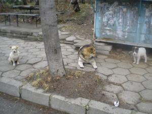 Прикачена снимка