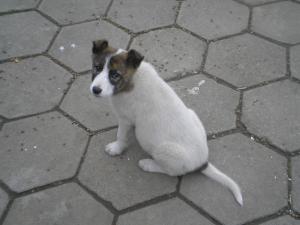 Прикачена снимка