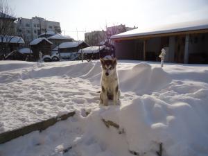 Прикачена снимка