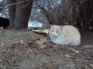 Прикачена снимка