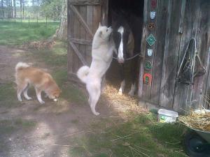 Прикачена снимка