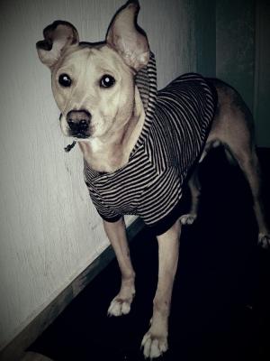 Прикачена снимка