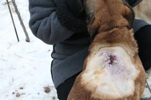 Прикачена снимка