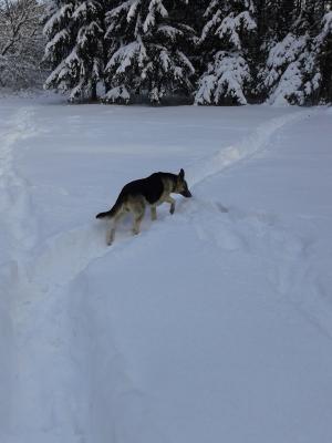 Прикачена снимка
