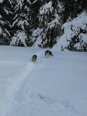 Прикачена снимка
