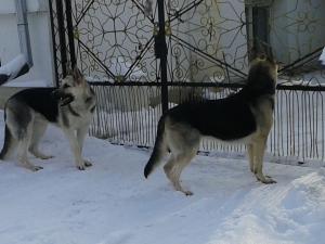 Прикачена снимка